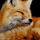 Foxyyyy