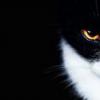 Secretive
