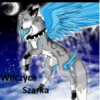 Wilczyca Szarka