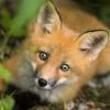 BB_RedFox