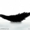 Dark Feather